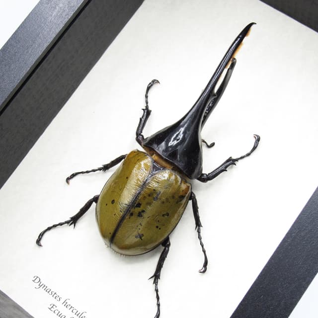 Real XL Hercules Rhinoceros beetle framed - Dynastes hercules lichyi