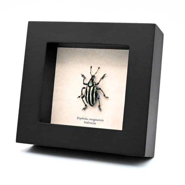 Rare Weevil beetle framed taxidermy - Eupholus waigeuensis