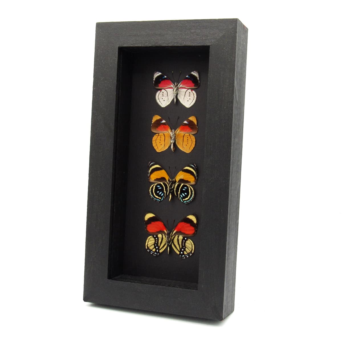 Real framed colorful Amazonian butterfly specimen collection