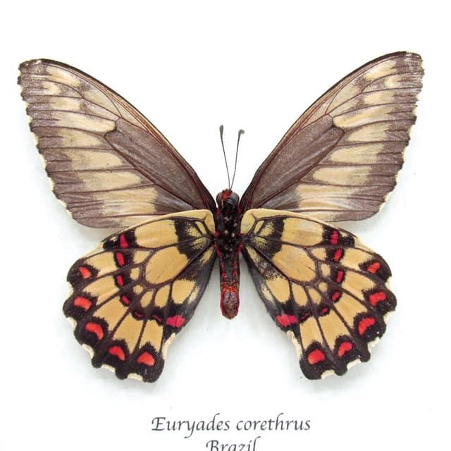 Rare red butterfly framed specimen - Euryades corethrus