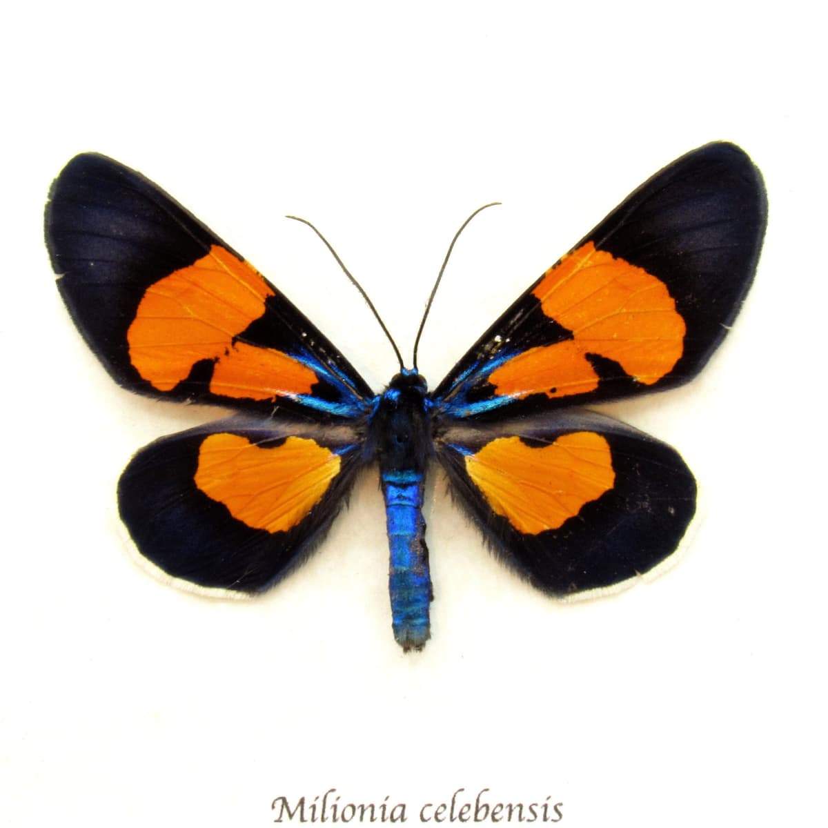 Rare metallic moth framed taxidermy - Milionia celebensis