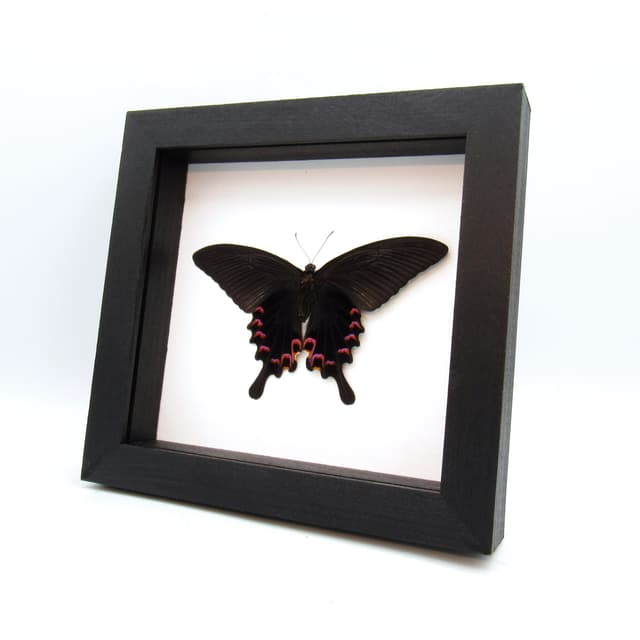 Real purple Peacock Swallowtail butterfly framed taxidermy - Papilio dialis - female - Victorian mount