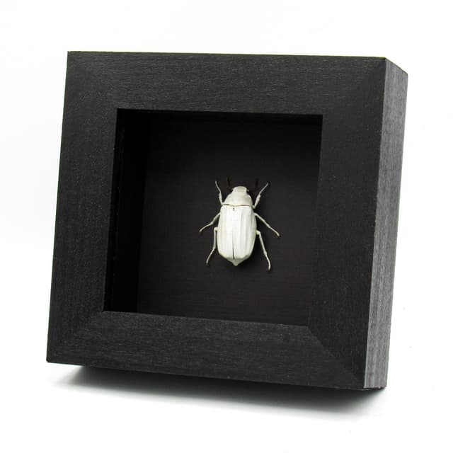 Real White Scarab beetle framed taxidermy - Melolonthinae cyphochilus