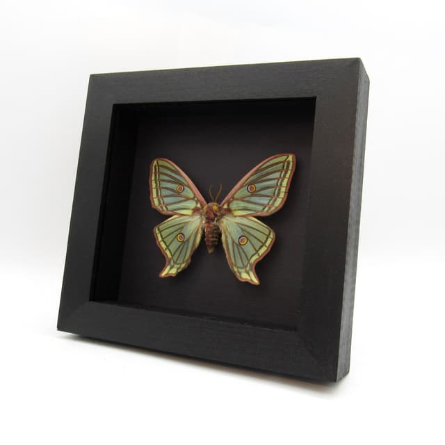 Rare Spanish Moon moth framed taxidermy - Graellsia isabellae - XL female