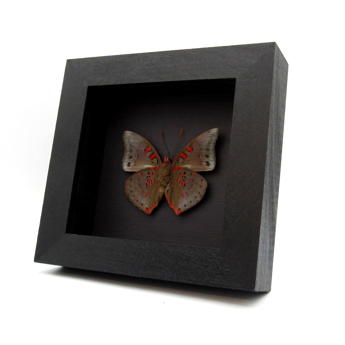 Real red butterfly framed taxidermy - Euthalia amanda