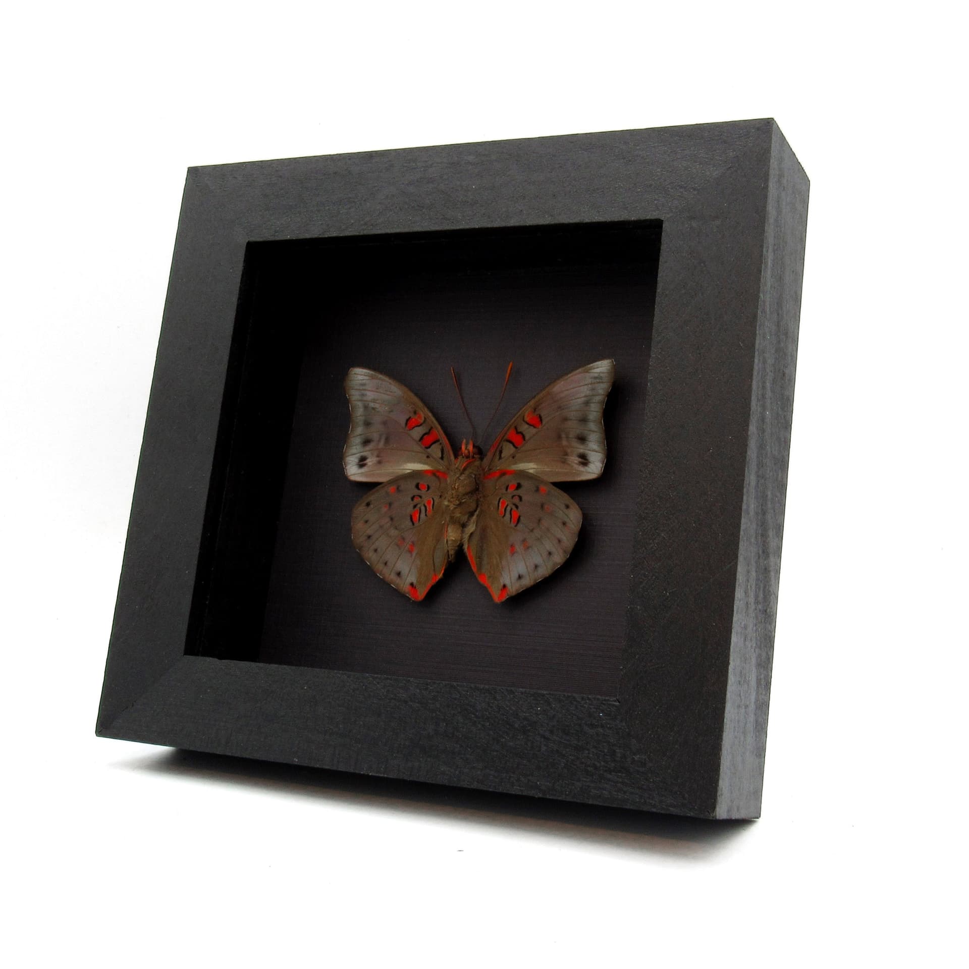 Real red butterfly framed taxidermy - Euthalia amanda