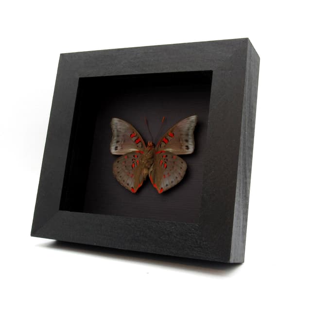 Real red butterfly framed taxidermy - Euthalia amanda