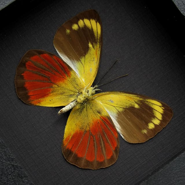 Real red Delias butterfly framed taxidermy - Delias caeneus - female