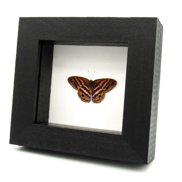 Real Satyr butterfly framed taxidermy - Satyridae species - Victorian mount