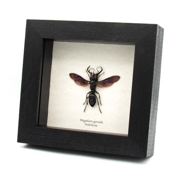 Very rare King Of Wasps framed taxidermy - Megalara garuda - XL