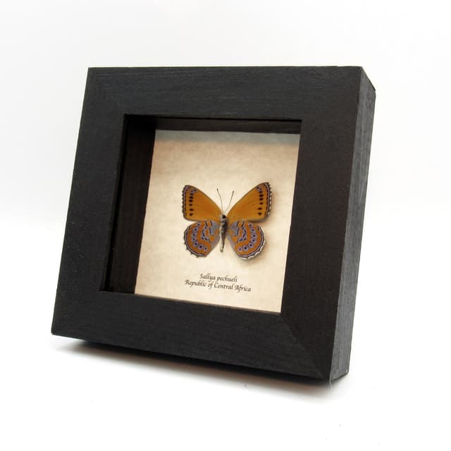 Real lavender butterfly framed taxidermy - Sallya pechueli