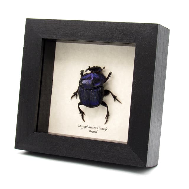 Rare Giant Purple Scarab beetle framed taxidermy - Megaphanaeus lancifer - XL specimen