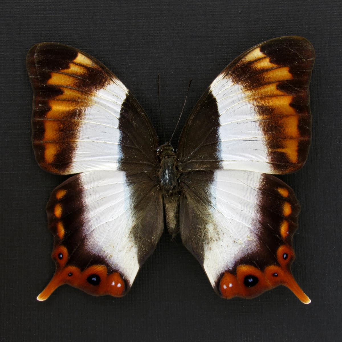 Rare female Violet Banded Palla butterfly framed taxidermy - Palla violinitens