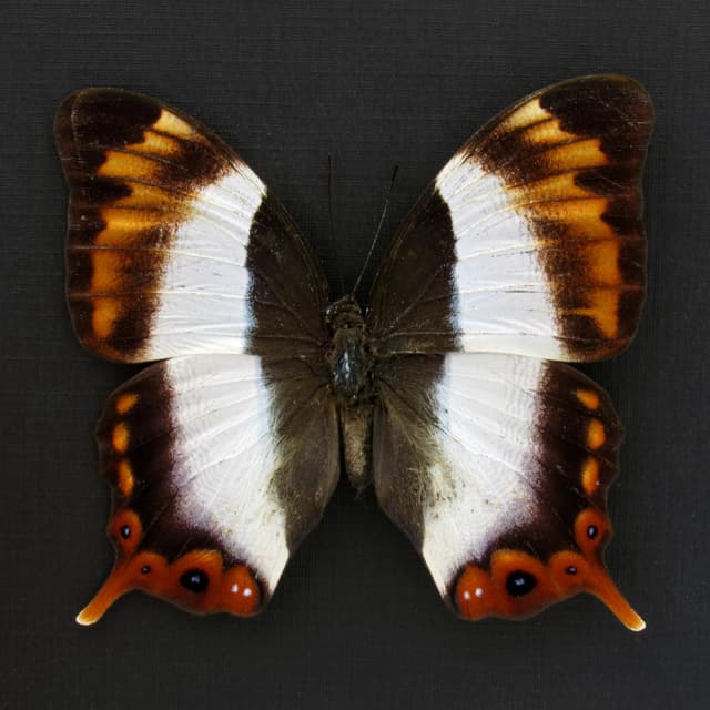 Rare female Violet Banded Palla butterfly framed taxidermy - Palla violinitens