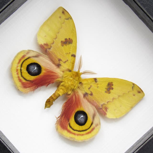Real yellow Io moth framed taxidermy - Automeris io