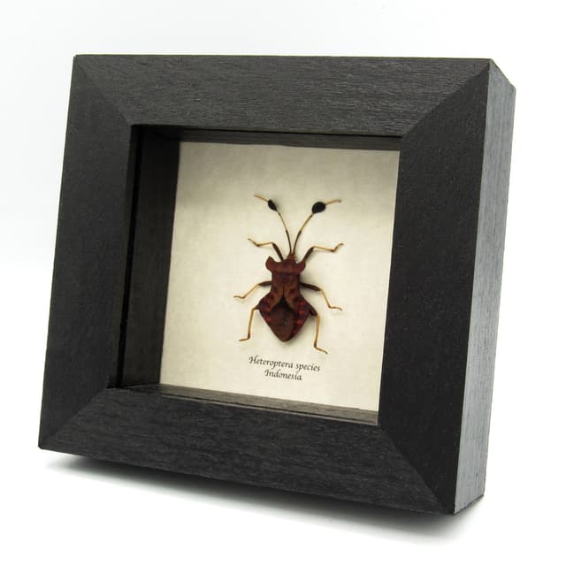 Real red bug framed taxidermy - Heteroptera species