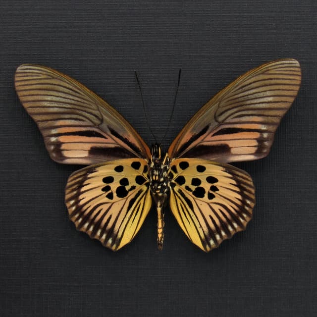 Real pink butterfly framed taxidermy - Pseudacraea clarki