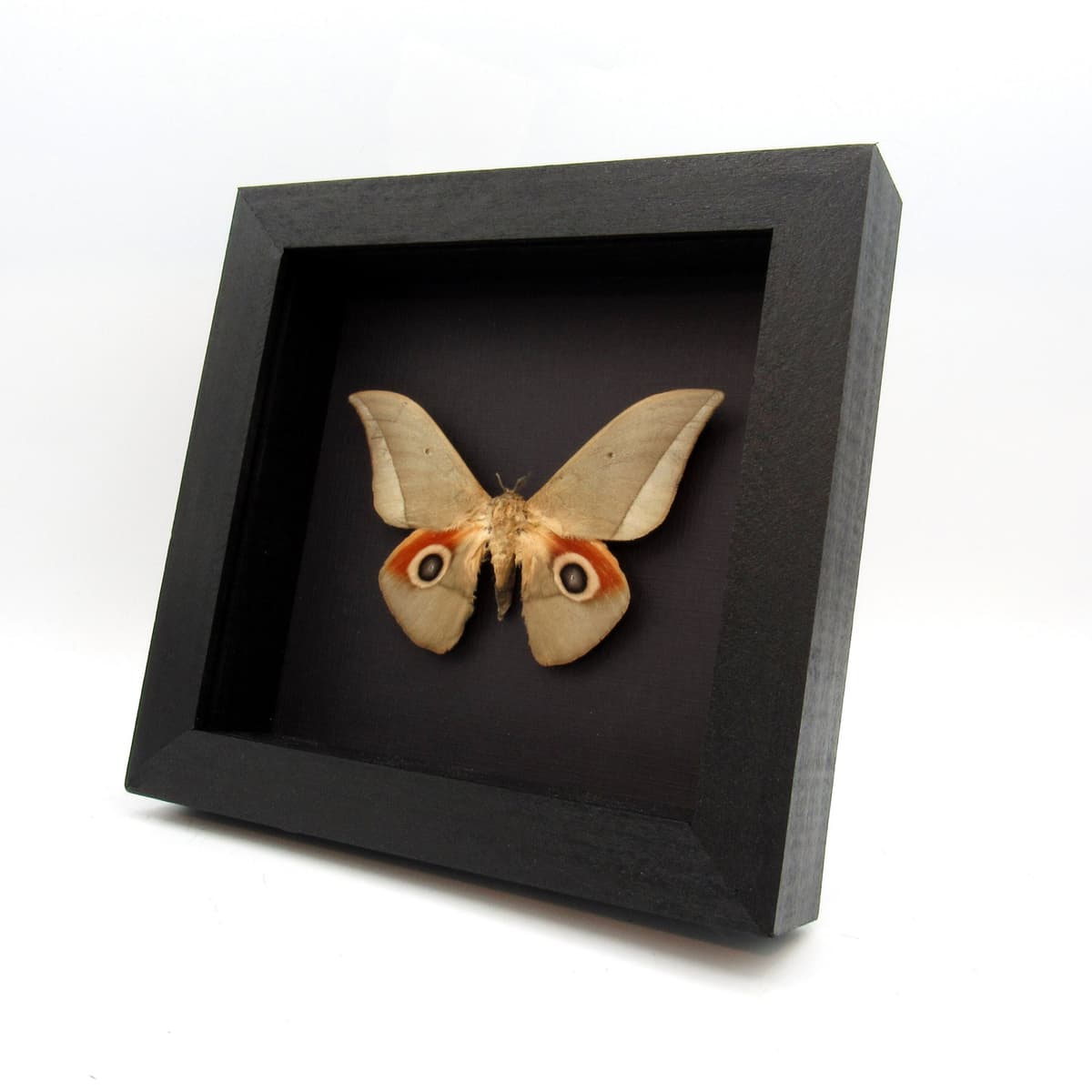 Real Saturn moth framed taxidermy - Lobobunaea goodii