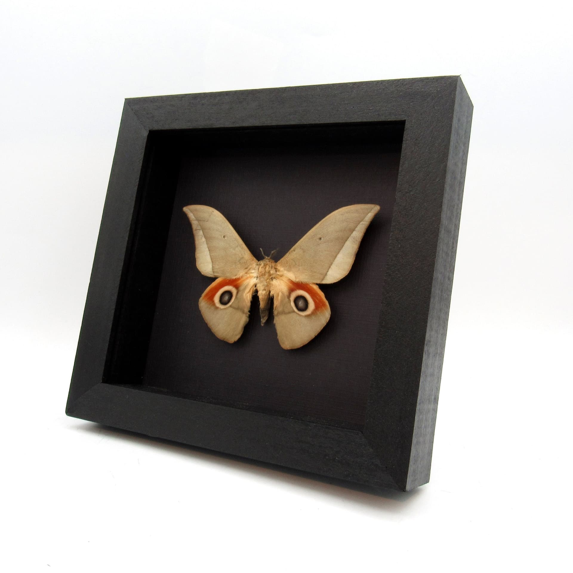 Real Saturn moth framed taxidermy - Lobobunaea goodii