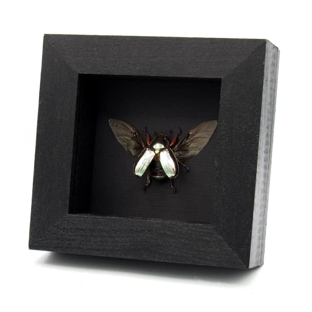 Rare silver Jewel beetle framed taxidermy - Chrysina chrysargyrea