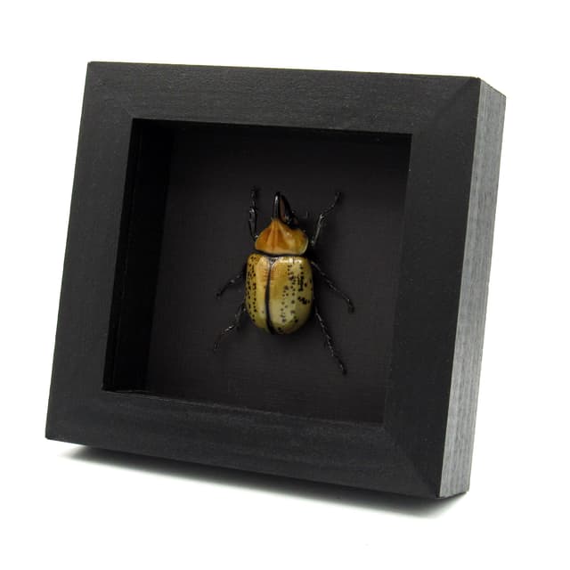 Real Eastern Hercules beetle framed taxidermy - Dynastes tityus
