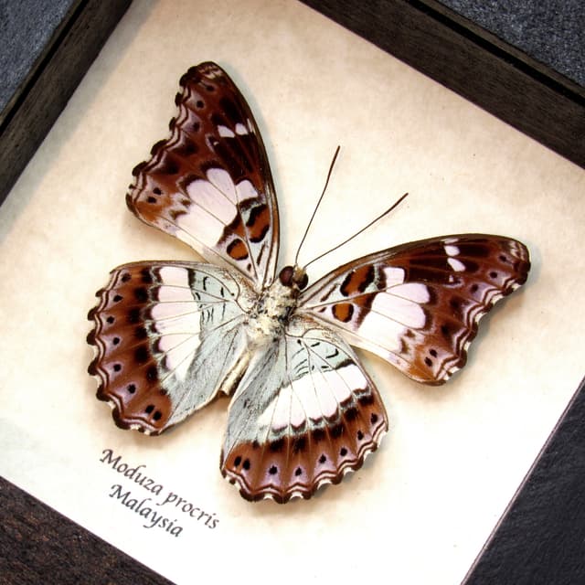 Real Lavender butterfly framed taxidermy - Moduza procris