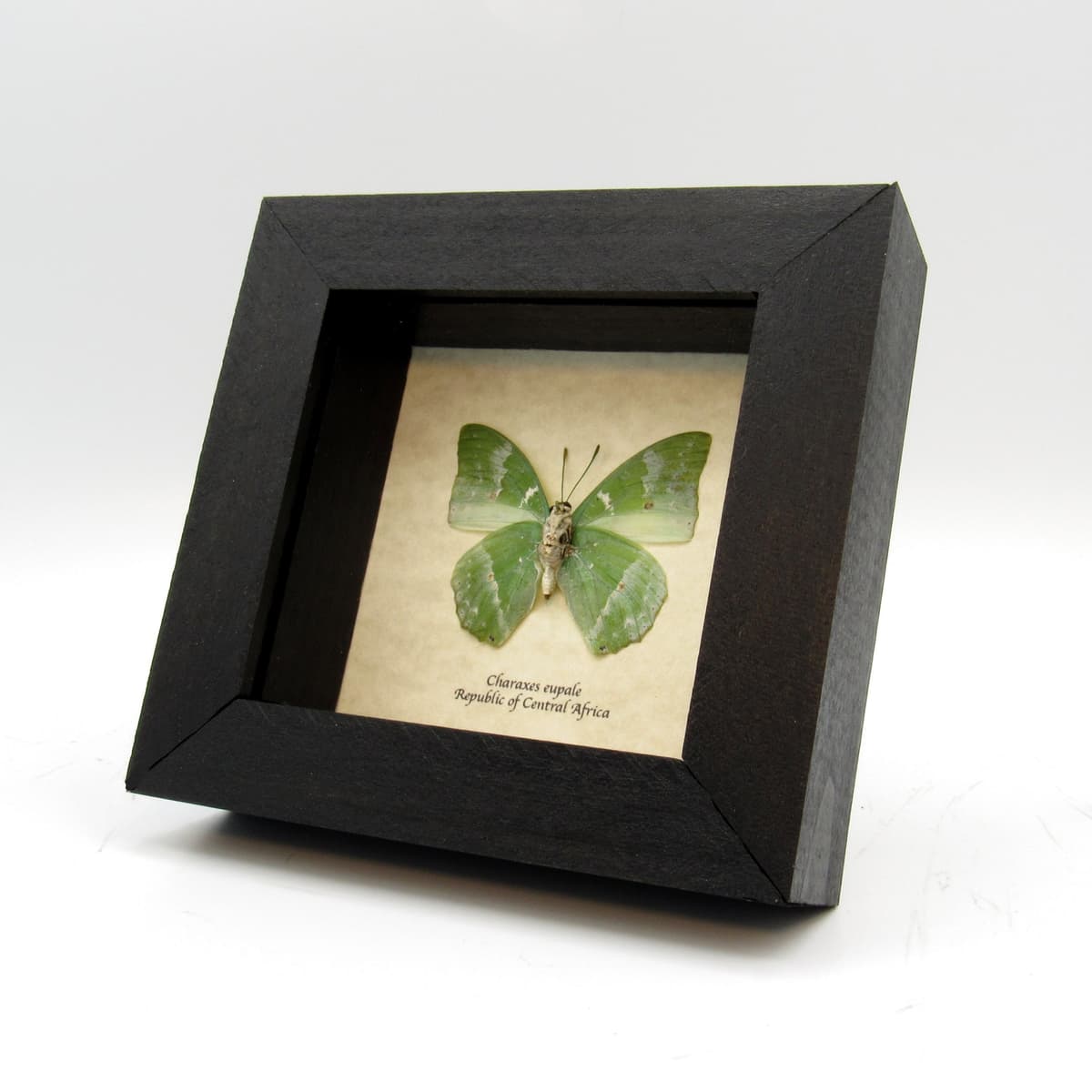Real green butterfly framed taxidermy - Charaxes eupale