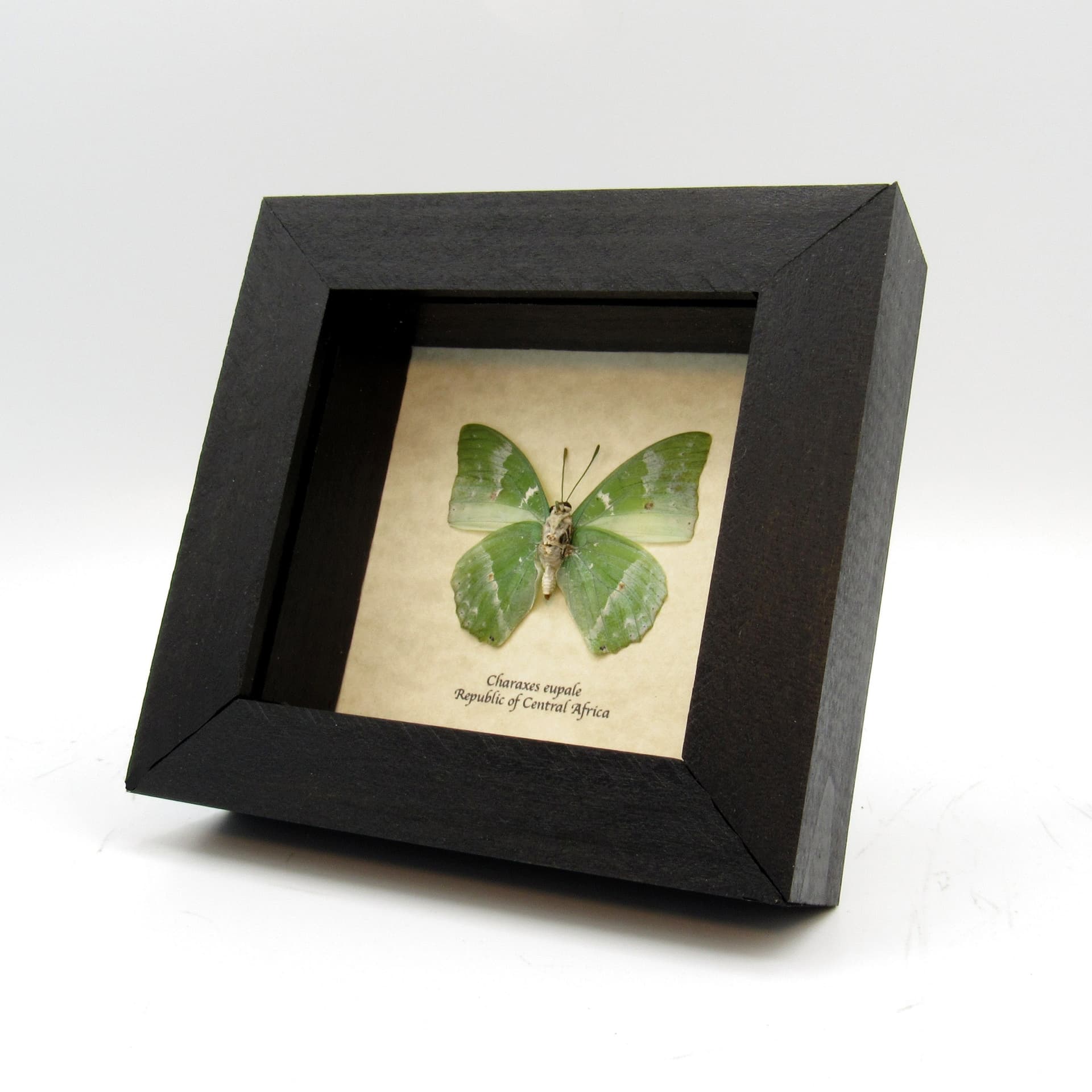 Real green butterfly framed taxidermy - Charaxes eupale