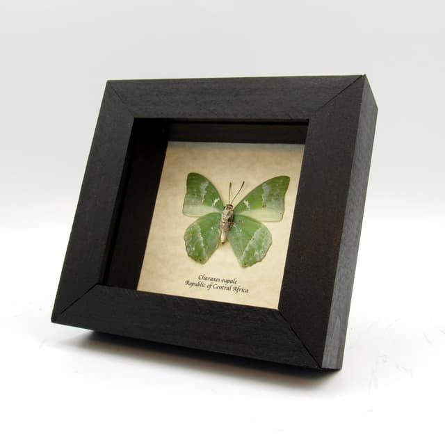 Real green butterfly framed taxidermy - Charaxes eupale