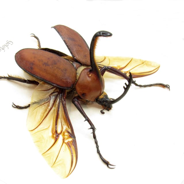 Real Long Horned Rhinoceros beetle framed taxidermy - Golofa spatha