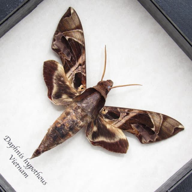 Real Jade Hawkmoth framed specimen - Daphnis hypothous