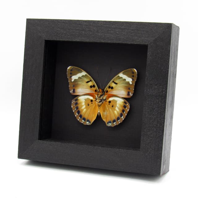 Rare Iridescent Gold Forester butterfly framed specimen - Euphaedra themis niveovittata