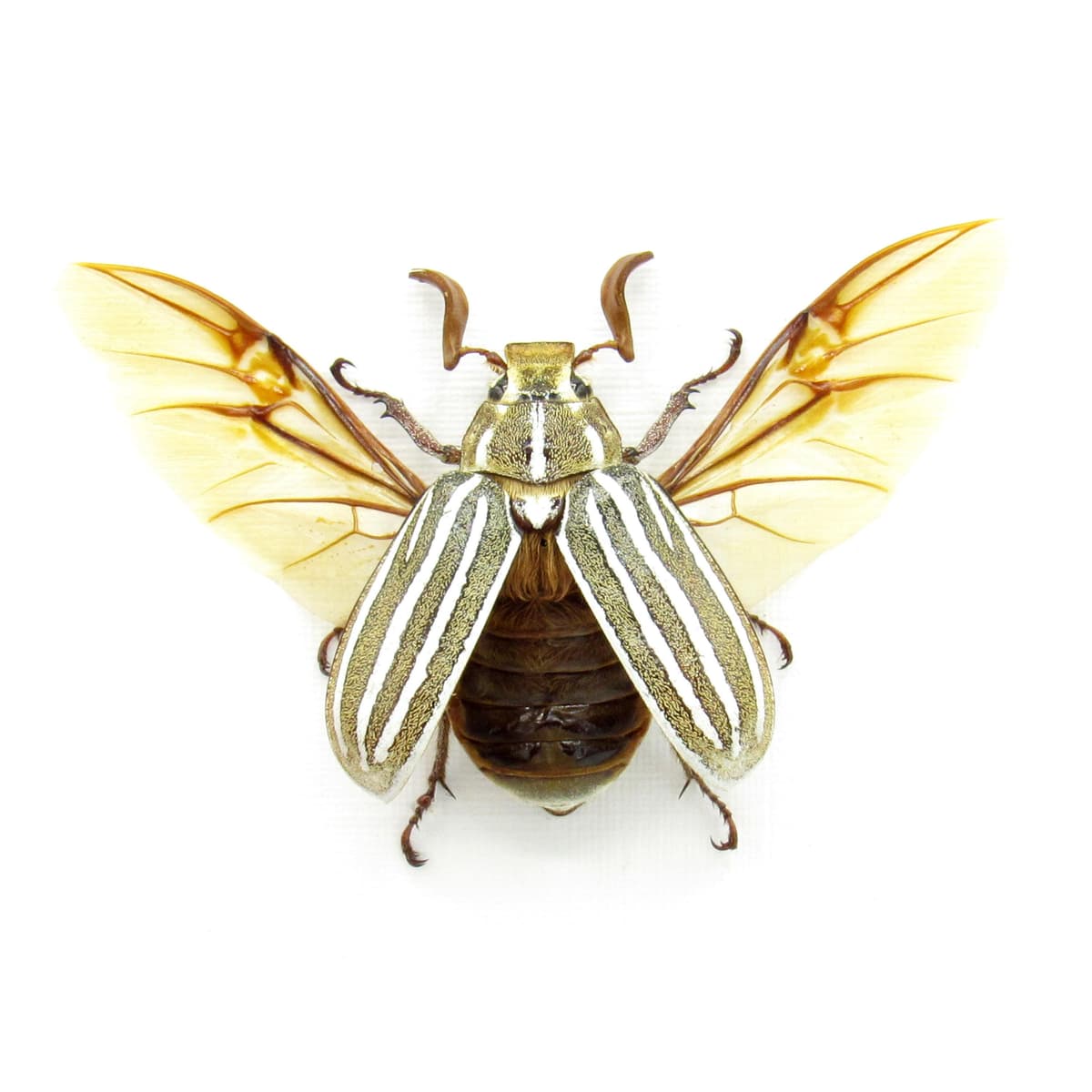 Real Ten-lined June Beetle framed taxidermy - Polyphylla decemlineata