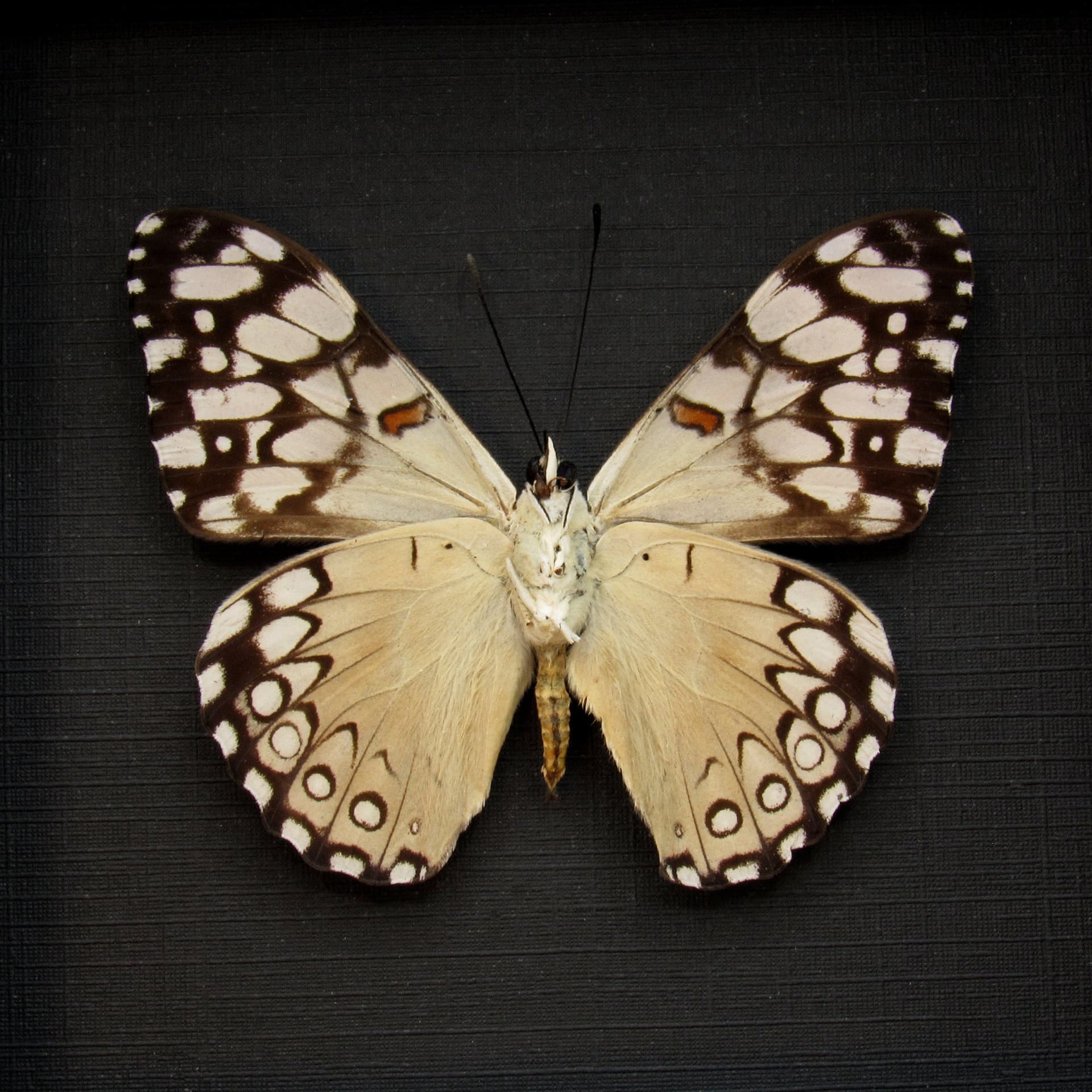 Real white butterfly framed taxidermy - Hamadryas epinome