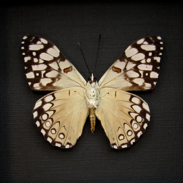 Real white butterfly framed taxidermy - Hamadryas epinome