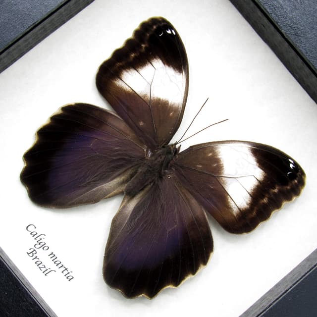 Rare Giant purple Owl Butterfly framed taxidermy - Caligo martia