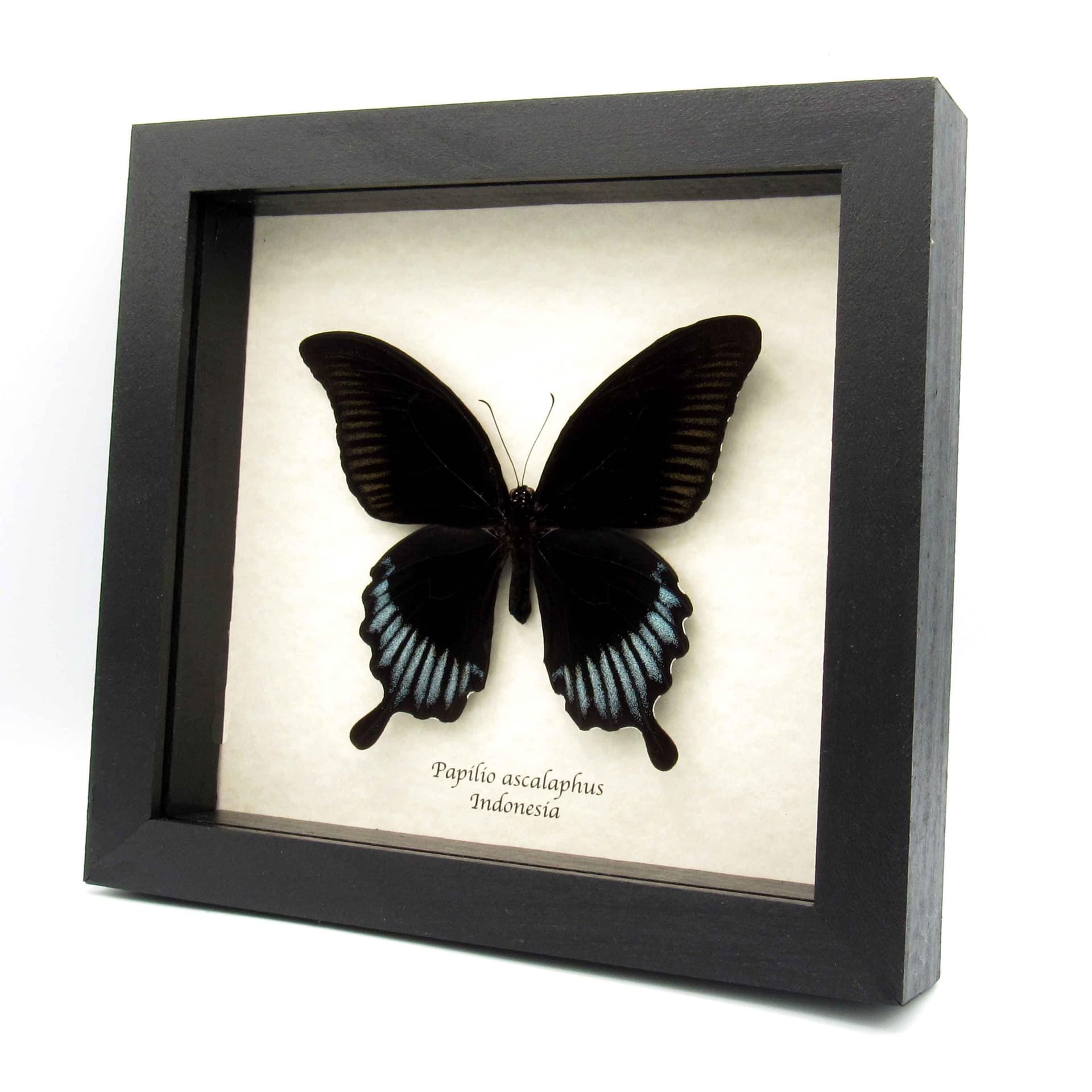 Real giant black swallowtail framed taxidermy - Papilio ascalaphus