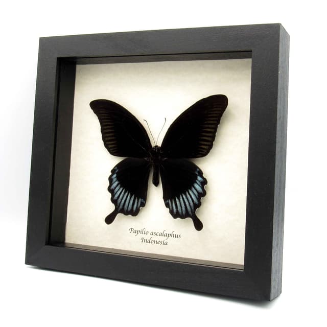 Real giant black swallowtail framed taxidermy - Papilio ascalaphus