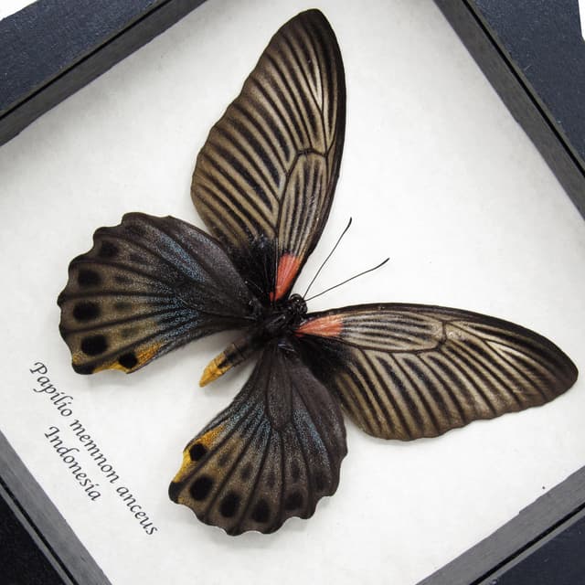 Real Great Mormon butterfly framed taxidermy - Papilio memnon anceus- female