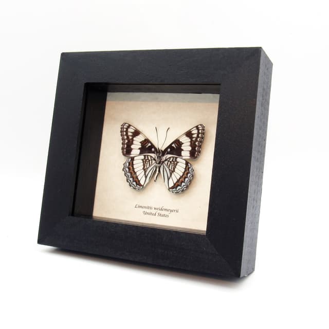 Real Weidemeyer's Admiral butterfly framed taxidermy - Limenitis weidemeyerii
