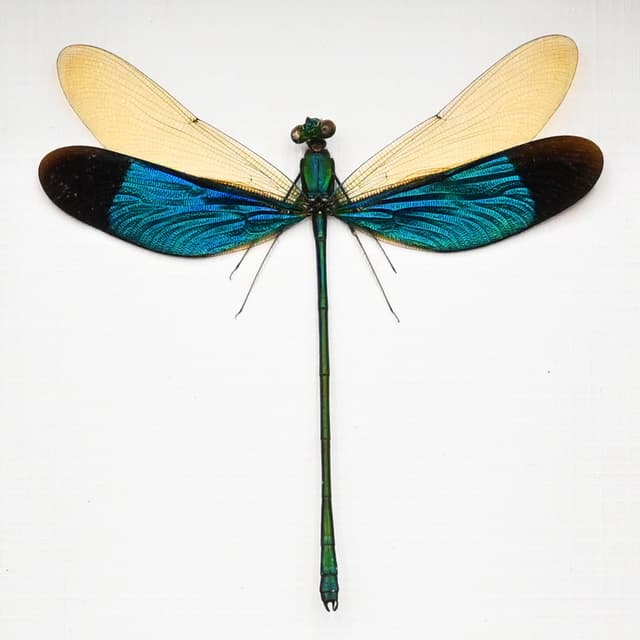Real blue dragonfly framed taxidermy - Neurobasis chinensis