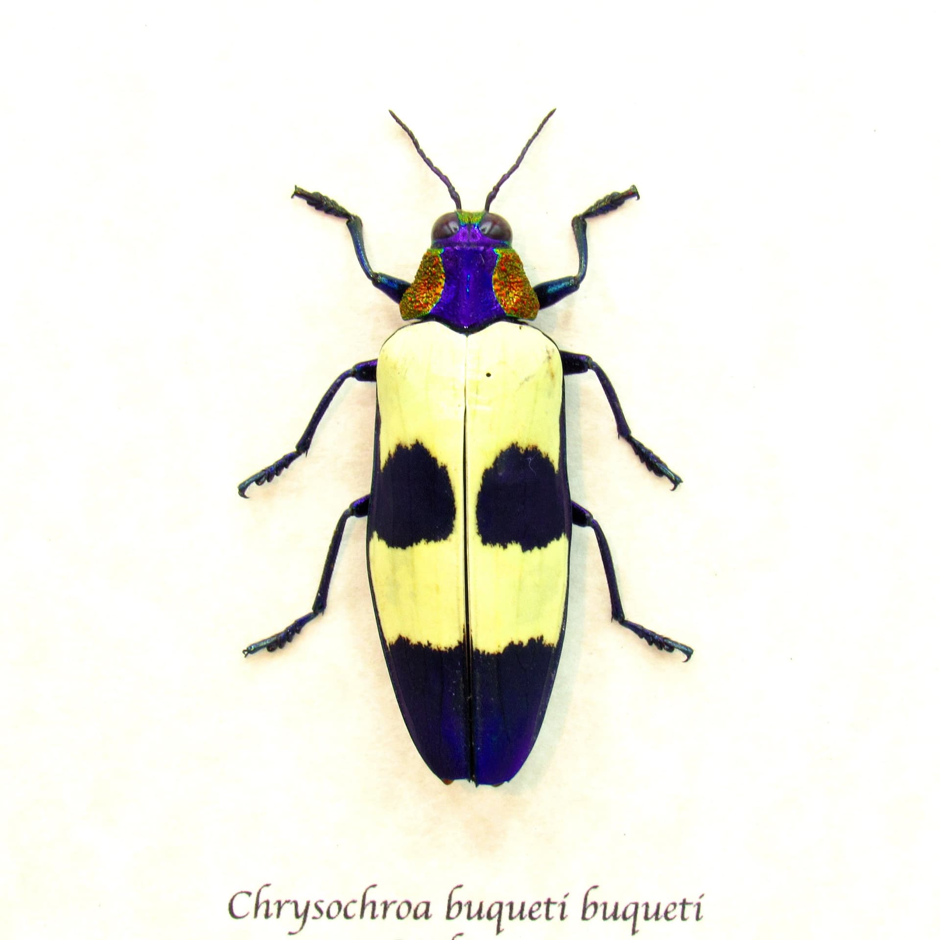 Real metallic purple beetle framed taxidermy - Chrysochroa buqueti buqueti