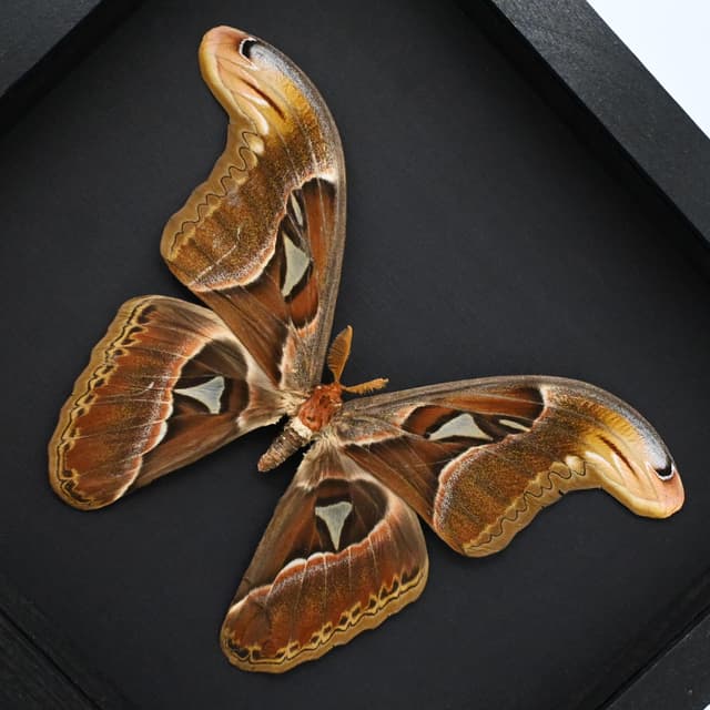 Real Giant Atlas moth framed specimen- Attacus crameri