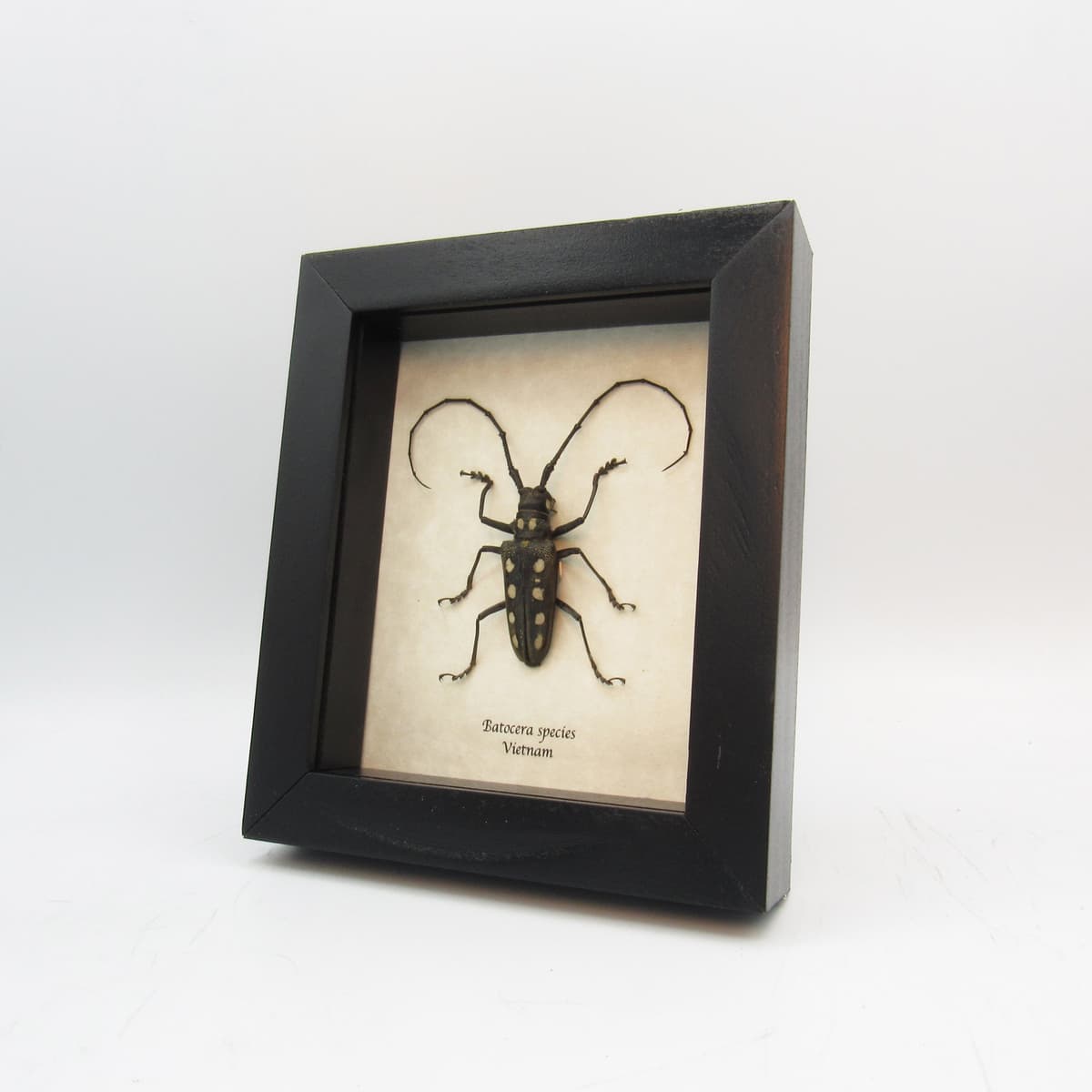 Real long horn beetle framed taxidermy - Batocera species