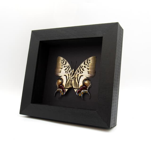 Stunning rare butterfly framed taxidermy - Polyura dehanii
