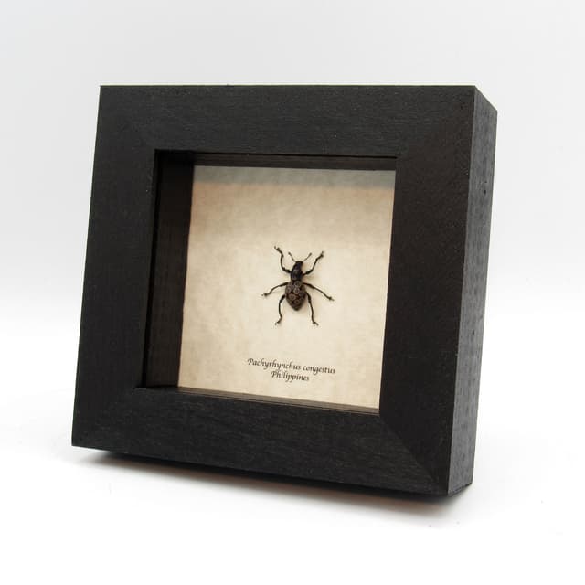 WEEVIL MANIA - Real beetle framed taxidermy - Pachyrhynchus congestus - dark form