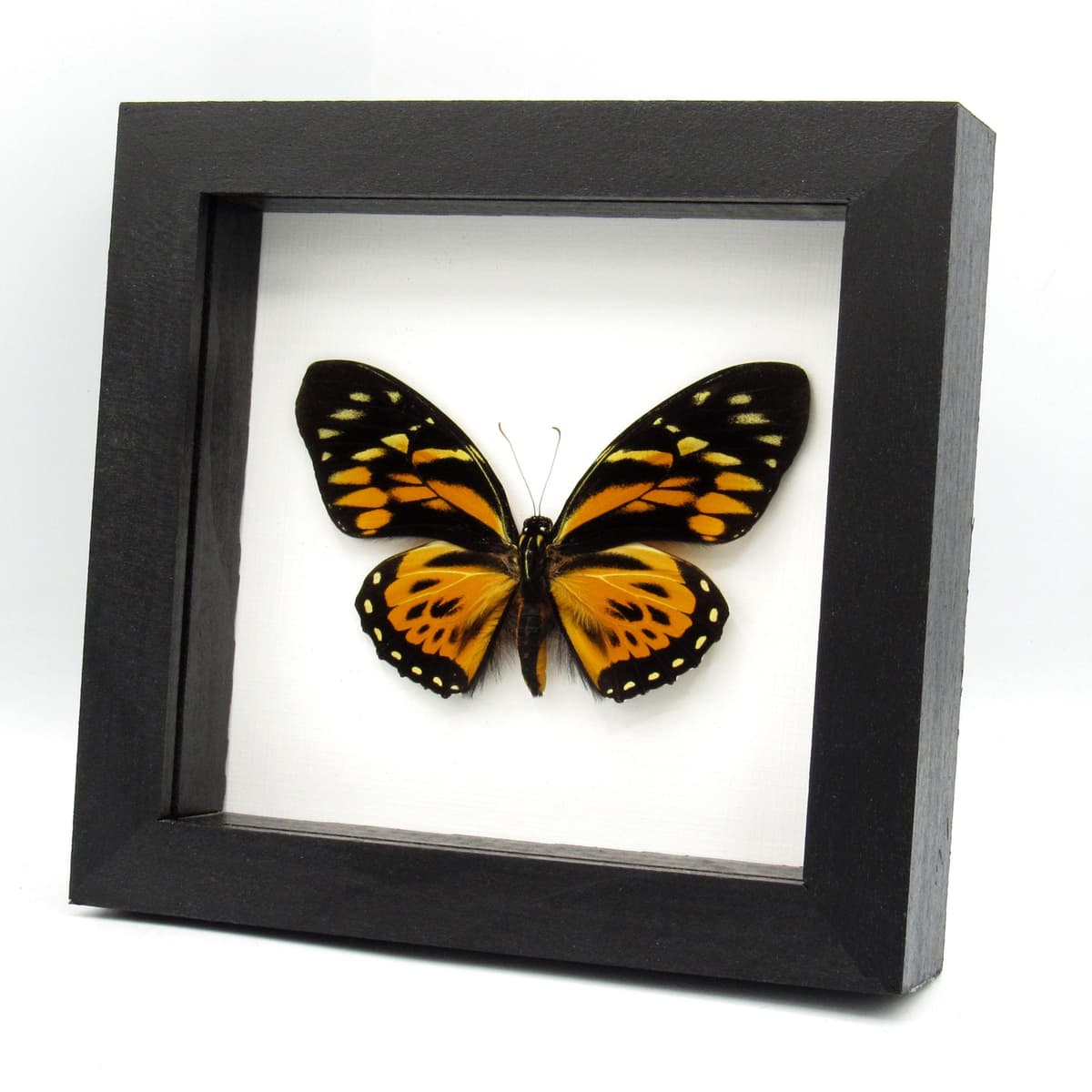 Real large butterfly framed taxidermy - Papilio zagreus