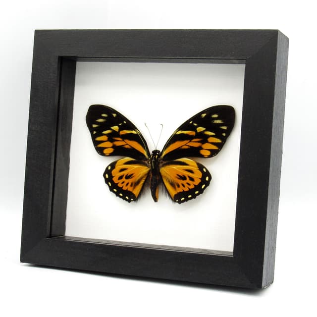 Real large butterfly framed taxidermy - Papilio zagreus