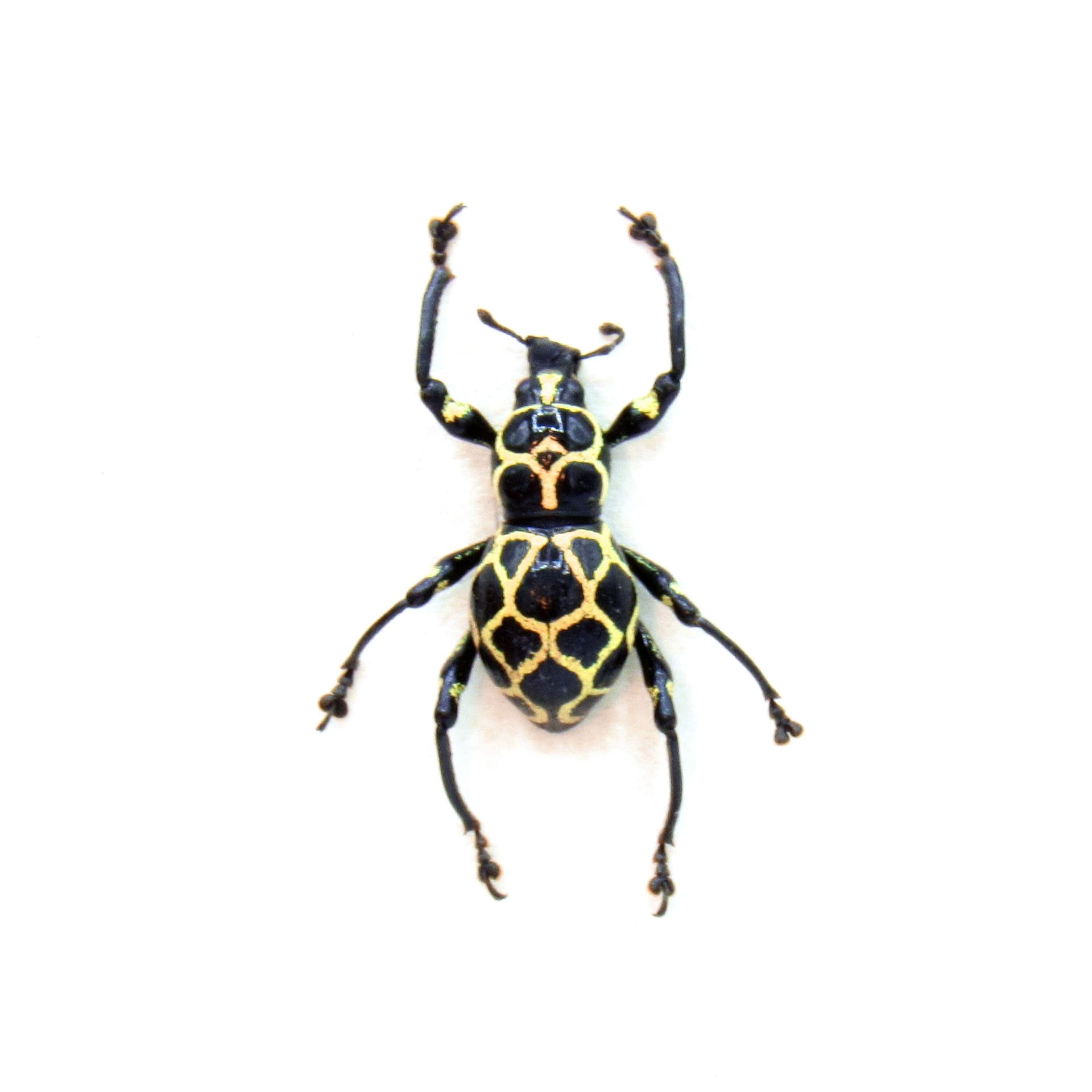 WEEVIL MANIA!  Real framed taxidermy beetle - Pachyrhynchus marinduquensis