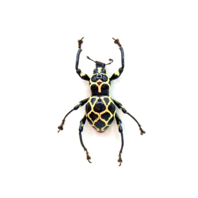 WEEVIL MANIA!  Real framed taxidermy beetle - Pachyrhynchus marinduquensis